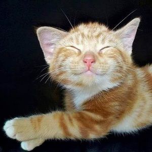 Meet your Posher, Moonie